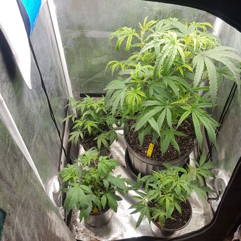 SB3.7 growlog photo: After moving things around