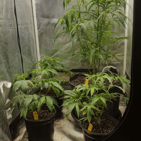 SB3.7 growlog photo: After moving things around