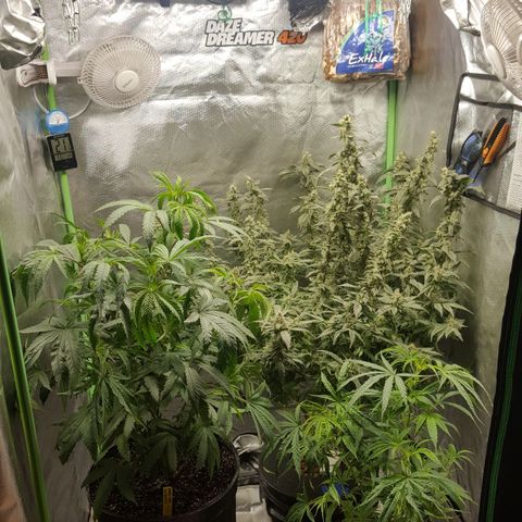 SB3.7 growlog photo: After moving things around