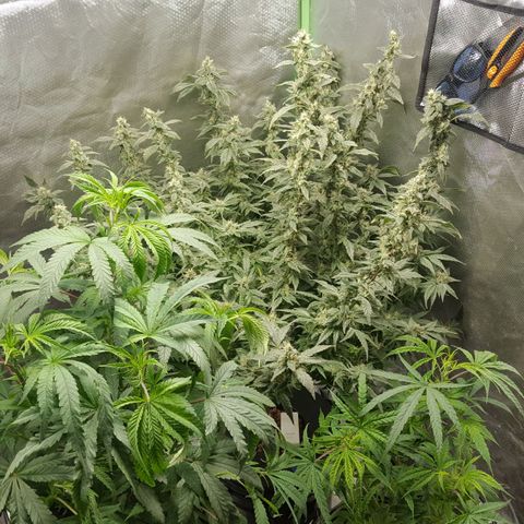 SB3.7 growlog photo: After moving things around