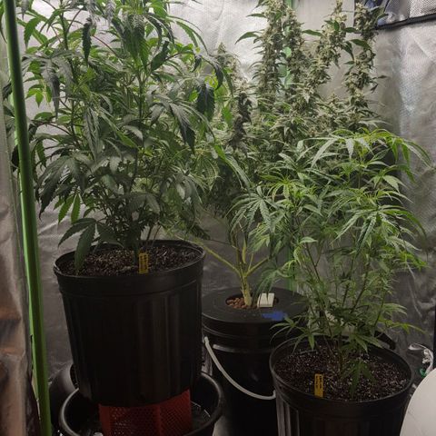SB3.7 growlog photo: After moving things around