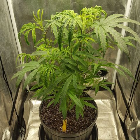 SB3.7 growlog timeline photo
