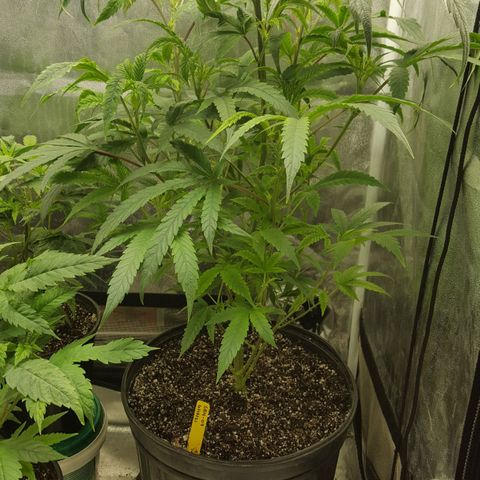 SB3.7 growlog timeline photo