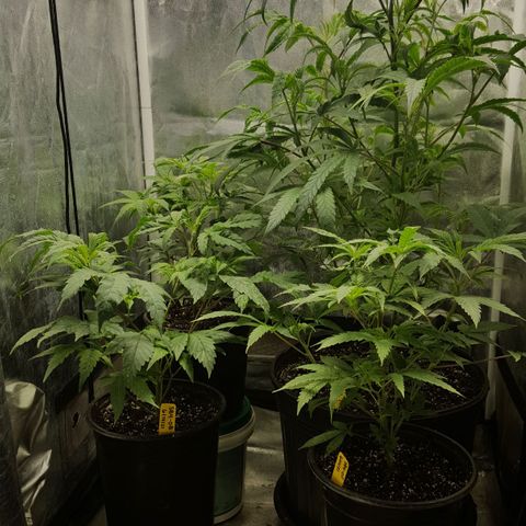 SB3.7 growlog timeline photo