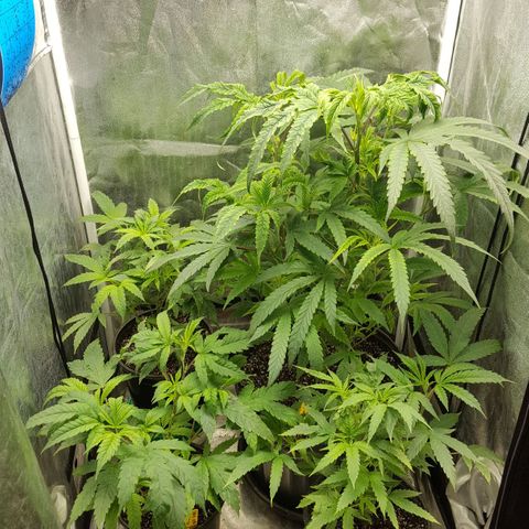 SB3.7 growlog timeline photo