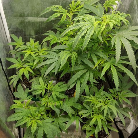 SB3.7 growlog timeline photo