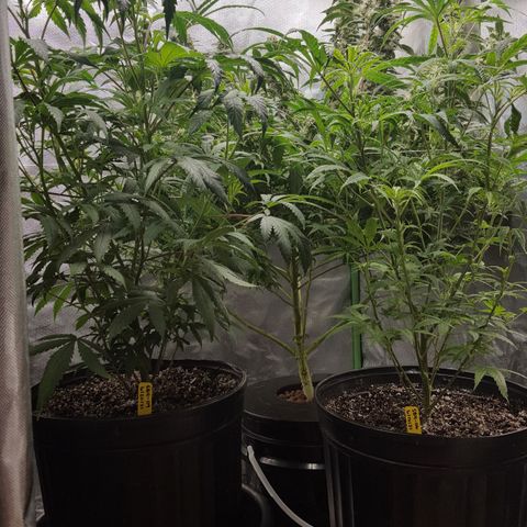 SB3.7 growlog timeline photo