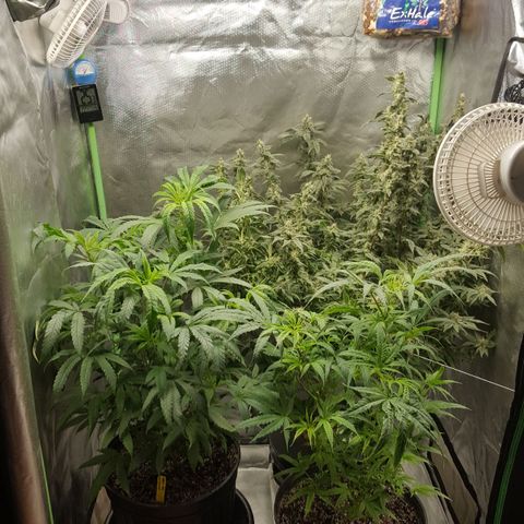 SB3.7 growlog timeline photo