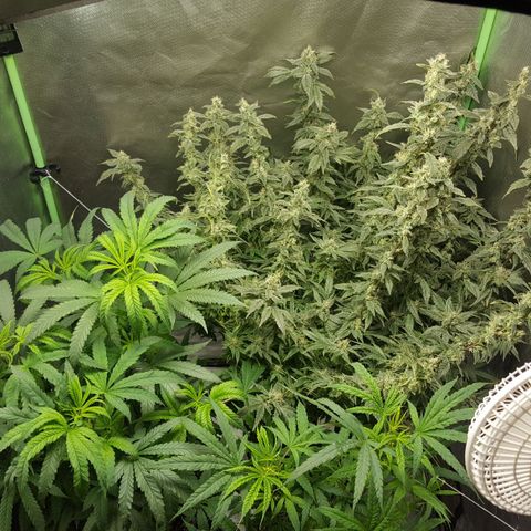 SB3.7 growlog timeline photo