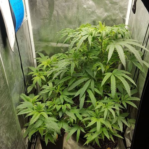 SB3.7 growlog timeline photo