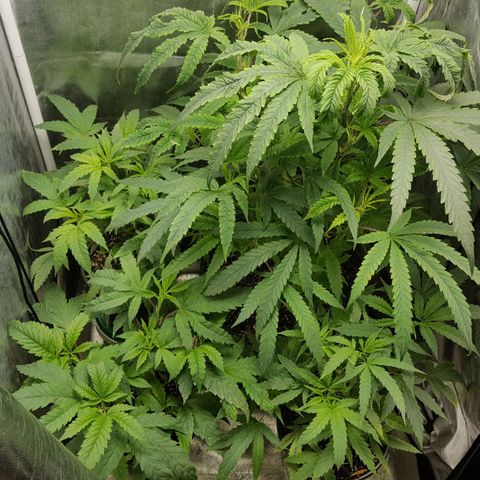 SB3.7 growlog timeline photo