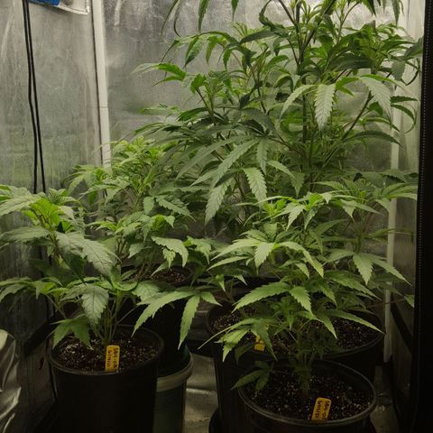 SB3.7 growlog timeline photo