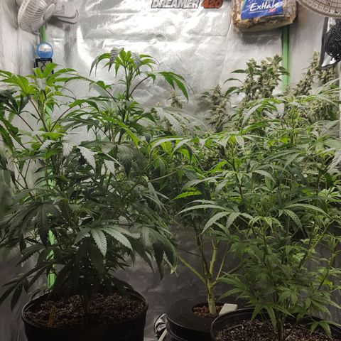 SB3.7 growlog timeline photo