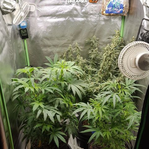 SB3.7 growlog timeline photo