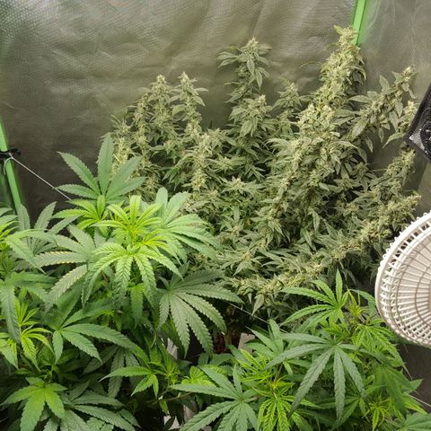 SB3.7 growlog timeline photo