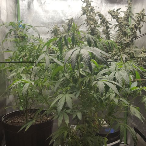 SB3.7 growlog timeline photo