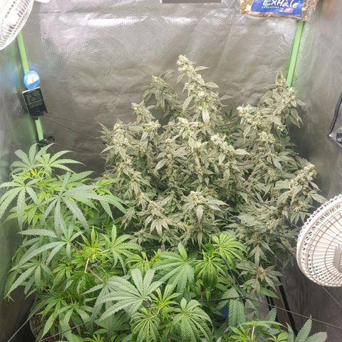 SB3.7 growlog timeline photo