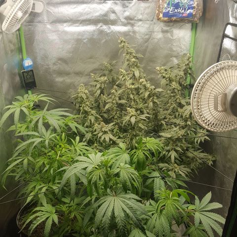 SB3.7 growlog timeline photo