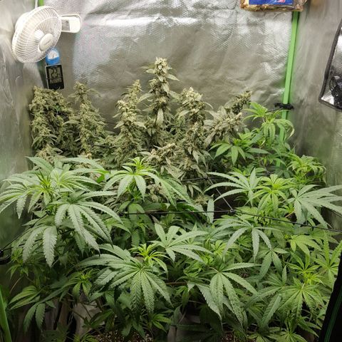 SB3.7 growlog timeline photo