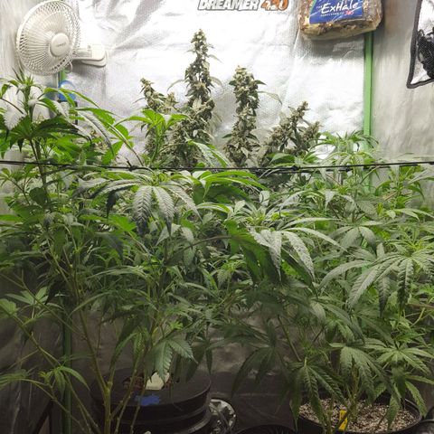 SB3.7 growlog timeline photo