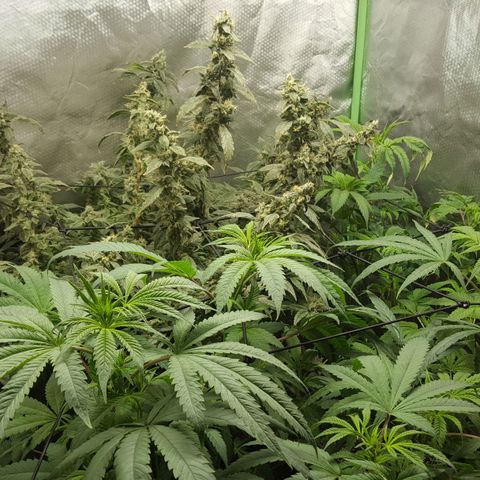 SB3.7 growlog timeline photo