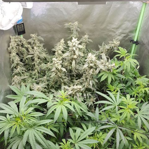 SB3.7 growlog timeline photo
