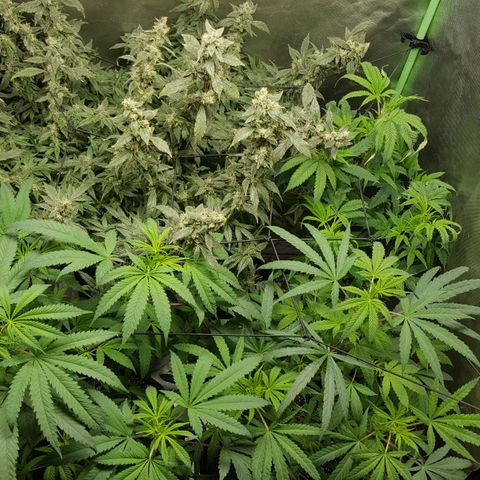 SB3.7 growlog timeline photo