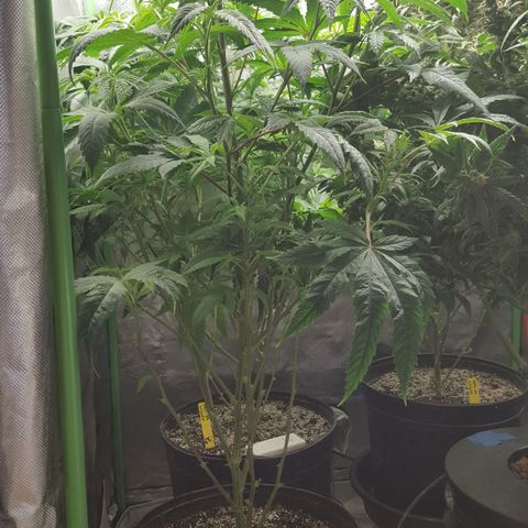 SB3.7 growlog timeline photo