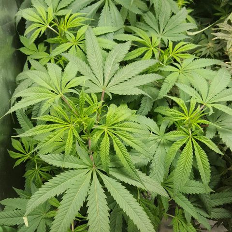 SB3.7 growlog timeline photo