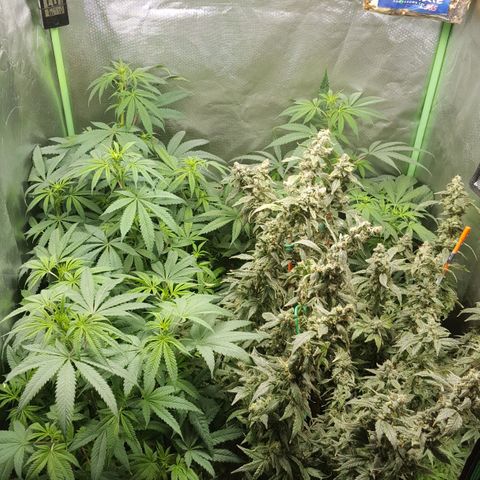 SB3.7 growlog timeline photo