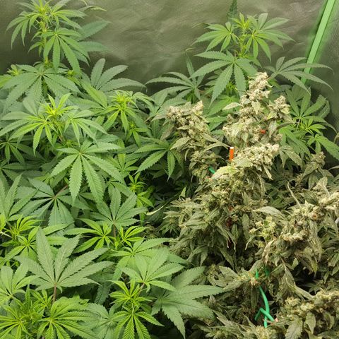 SB3.7 growlog timeline photo