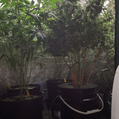 SB3.7 growlog timeline photo