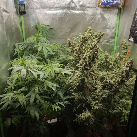SB3.7 growlog timeline photo