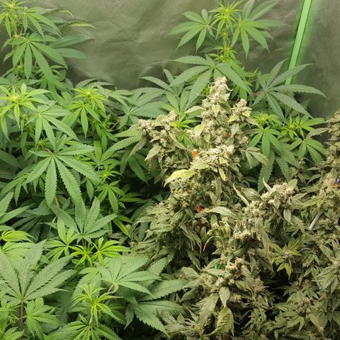 SB3.7 growlog timeline photo