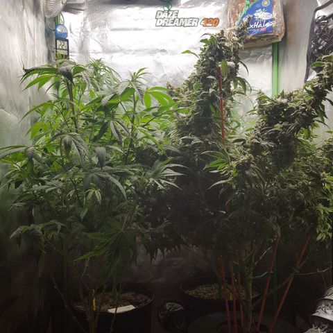SB3.7 growlog timeline photo