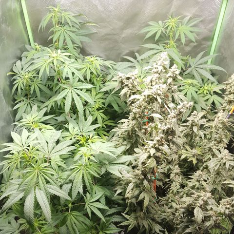 SB3.7 growlog timeline photo
