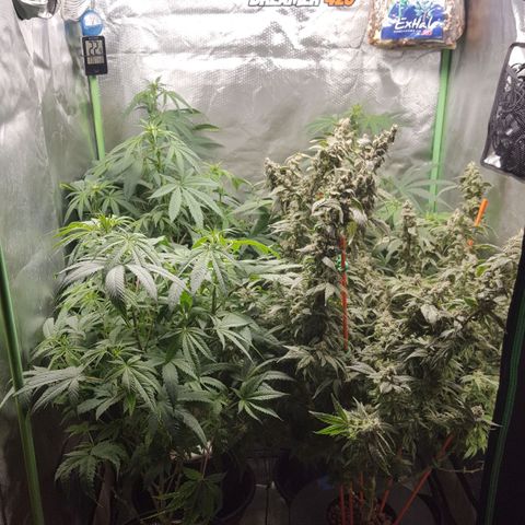 SB3.7 growlog timeline photo