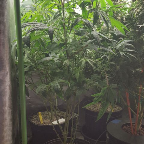 SB3.7 growlog timeline photo