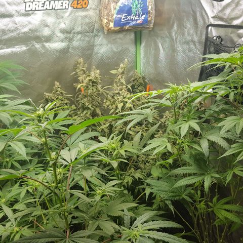 SB3.7 growlog timeline photo