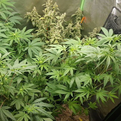 SB3.7 growlog timeline photo