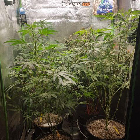 SB3.7 growlog timeline photo