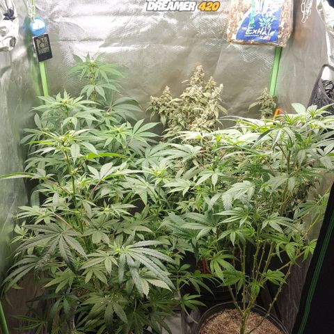 SB3.7 growlog timeline photo