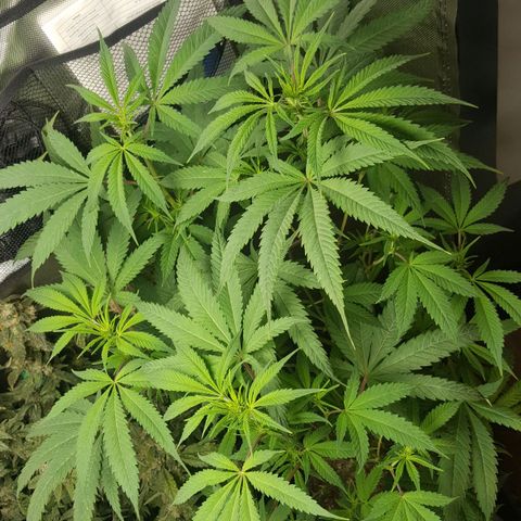 SB3.7 growlog timeline photo