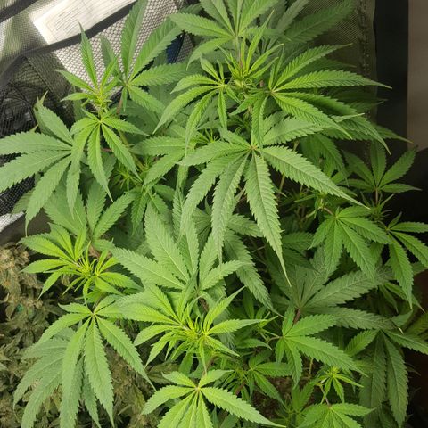 SB3.7 growlog timeline photo