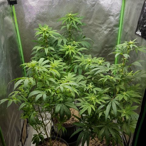 SB3.7 growlog timeline photo