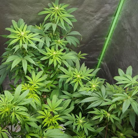 SB3.7 growlog timeline photo