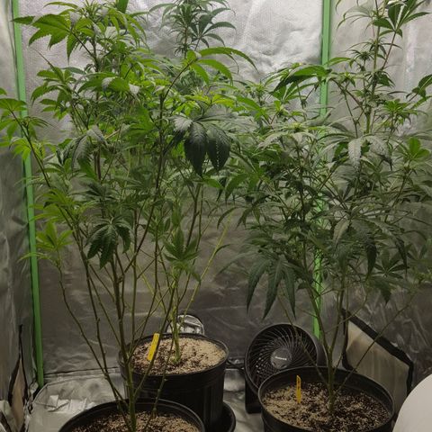SB3.7 growlog timeline photo