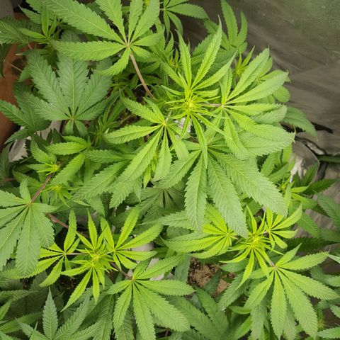 SB3.7 growlog timeline photo