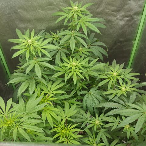 SB3.7 growlog timeline photo
