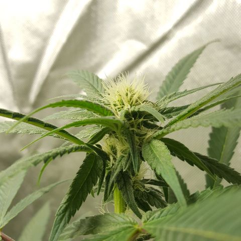 SB3.7 growlog timeline photo